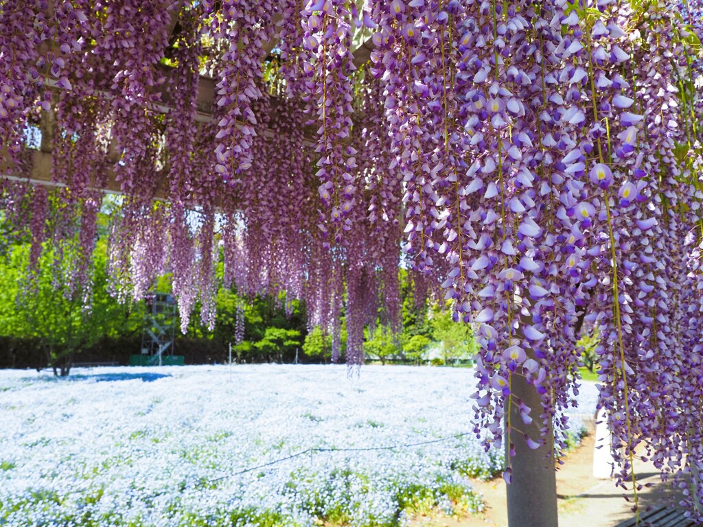 長居公園　藤とネモフィラⅢ