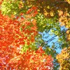 紅葉　大阪城　Ⅰ