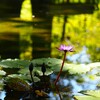 森に浮かぶ睡蓮Ⅰ