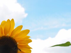 夏の向日葵