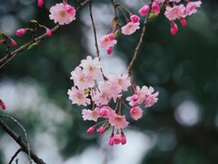 桜　しずかにⅠ