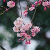 桜　しずかにⅠ