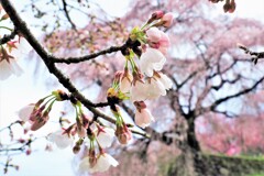 又兵衛桜を背景に・・