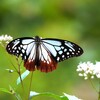 アサギマダラ　Ⅳ　羽を広げて