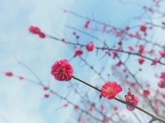 紅梅と空