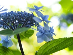 透ける水色　紫陽花