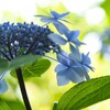 透ける水色　紫陽花
