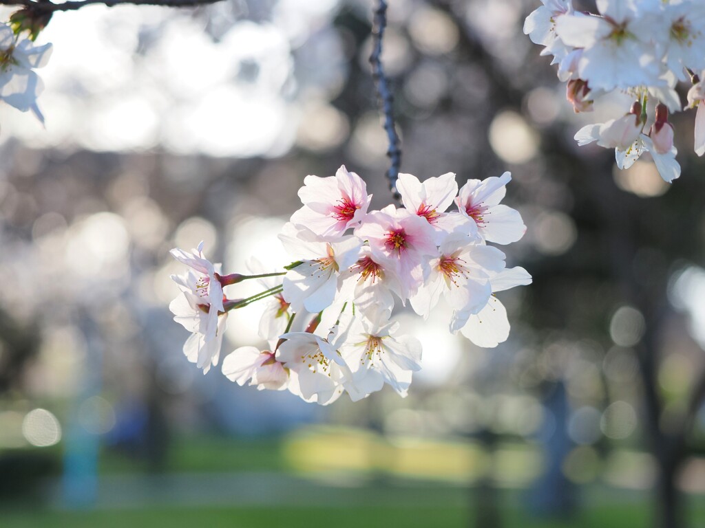 夕方の桜　Ⅲ