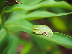 森で休憩中Ⅱ　アオガエル