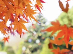 クリスマスツリーと紅葉と