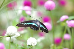 ふわり　アオスジアゲハ　Ⅱ　