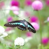 ふわり　アオスジアゲハ　Ⅱ　