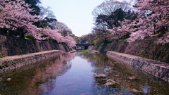 夙川のサクラ　今日は晴