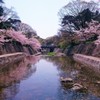 夙川のサクラ　今日は晴