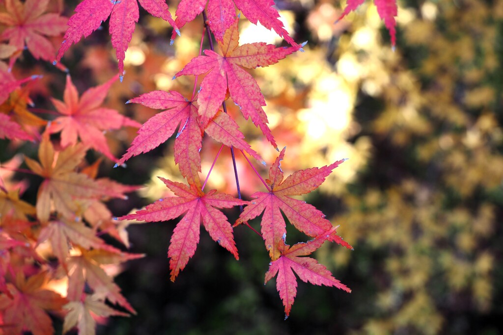 紅葉　ピンクへ