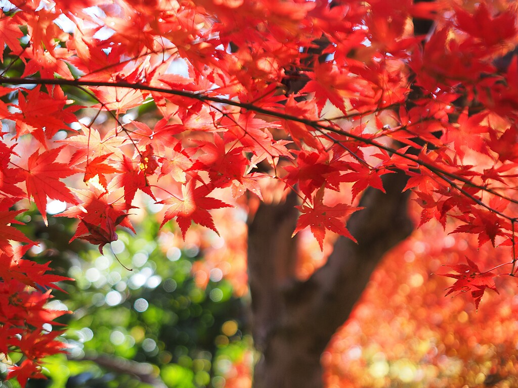 紅葉の森Ⅰ　透ける赤