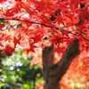 紅葉の森Ⅰ　透ける赤