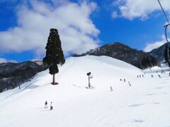 ゲレンデの一本杉