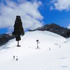 ゲレンデの一本杉