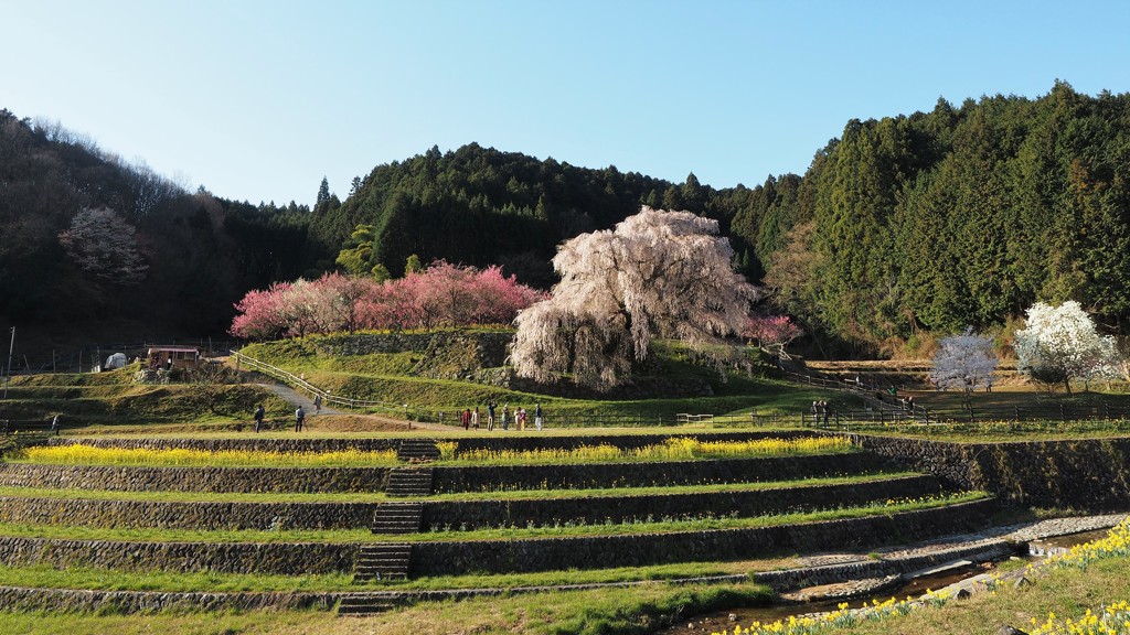 朝の又兵衛桜