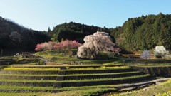 朝の又兵衛桜
