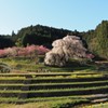 朝の又兵衛桜