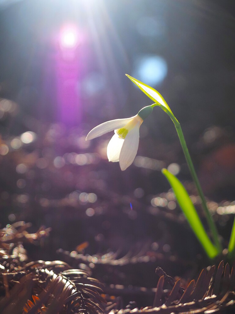 待雪草Ⅴ　光のシャワー