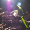 待雪草Ⅴ　光のシャワー