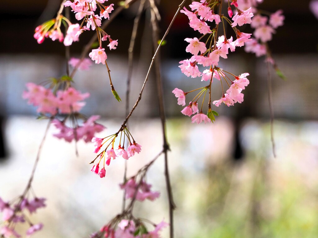 桜　平野神社Ⅲ　舞台