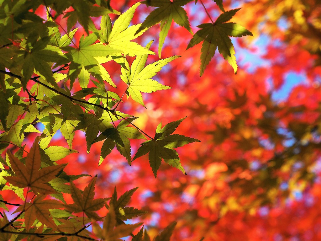 多色刷りのモミジⅡ