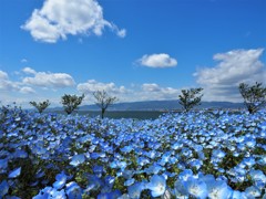 雲とネモフィラⅠ