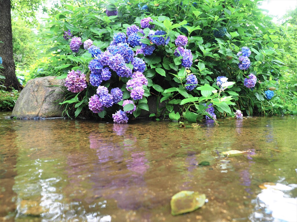 紫陽花　Ⅰ　映る