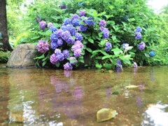 紫陽花 Ⅰ 映る 紫陽花 Ⅰ 映る