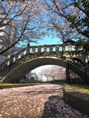 桜　と・・「橋」　Ⅰ