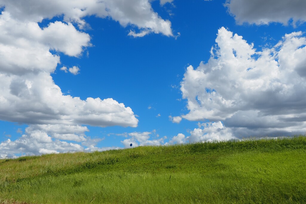 夏　土手