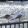 ユリカモメ　Ⅰ　片足立ち