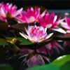 睡蓮Ⅳ　整列　リフレクション　