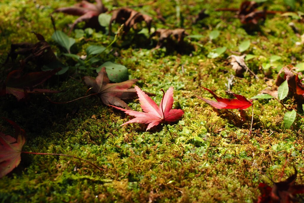 高野山　秋　Ⅲ　