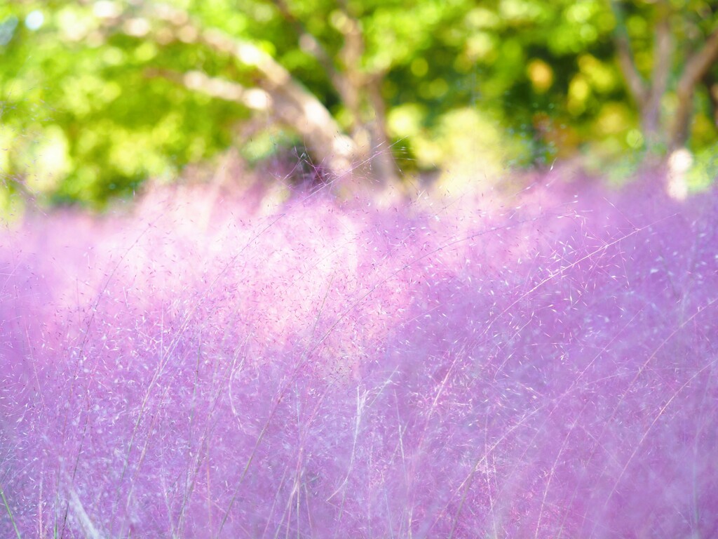 ふわふわⅠ　ピンクミューリー