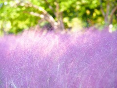 ふわふわⅠ　ピンクミューリー