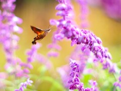 蜜を求めてⅠ