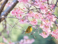 桜にメジロ　Ⅱ