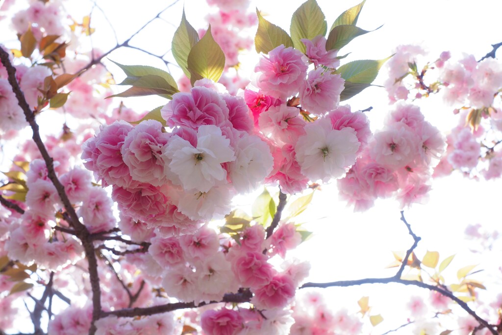 造幣局　桜Ⅳ