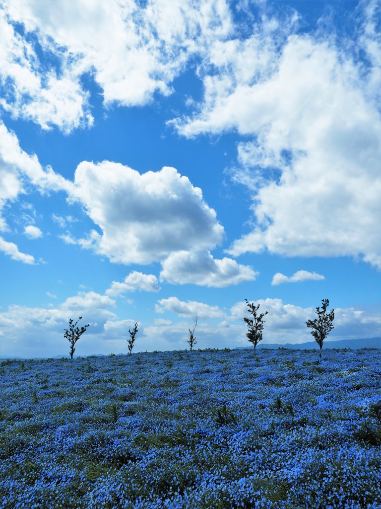 雲とネモフィラⅢ