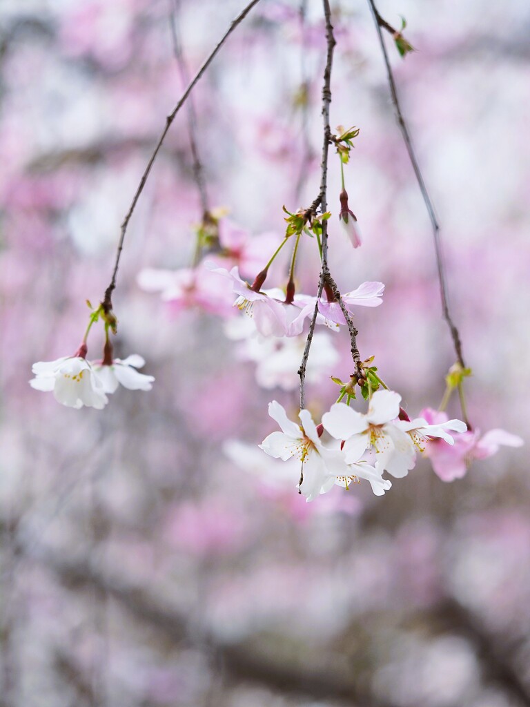 富士枝垂桜Ⅰ