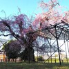 上賀茂神社　朝の桜Ⅲ