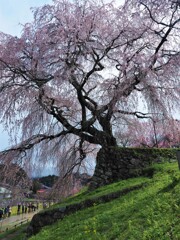 又兵衛桜Ⅲ