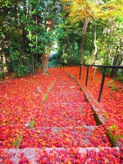 紅葉と階段Ⅱ