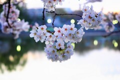 サクラⅢ