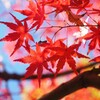 紅葉Ⅰ